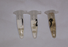 Micro-tubes servant à séparer et identifier les biopsies, les n° sont reportés sur les silhouettes de la fiche de commémoratifs Dermatologie