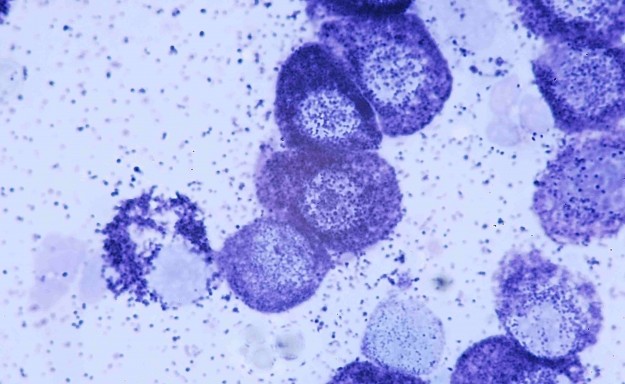 LAPVSOFr2008-07-08_0025