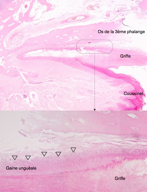 Coupe histologique d'un doigt normal : aspect de l'interface de la gaine unguéale, soulignée par les flèches. C'est souvent là et parfois uniquement là que se trouve le processus patologique à l'origine de l'atteinte lésionnelle, lorsque plusieurs griffes sont anormales, d'où la nécessité de soumettre cette gaine à l'examen histologique (par au mieux une amputation digitée ou a minima par une biopsie de gaine unguéale, cf ci dessus).