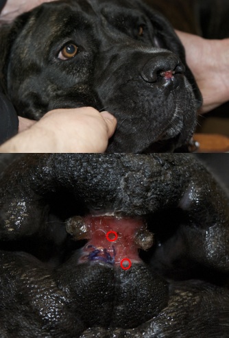 Photos: Ulcère inconnu Dr Y. Boedec (artérite du planum nasal chez un chien)