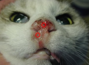 Photos: Ulcère persistant Dr P. Prélaud (carcinome épidermoïde chez un chat)